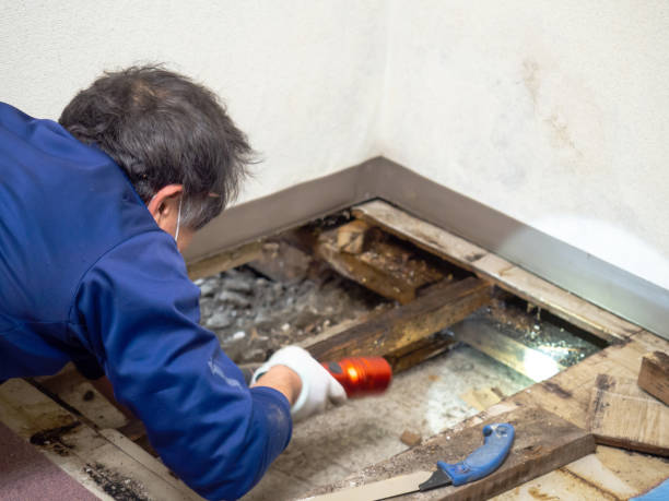Certified Mold Removal in Heceta Beach, OR