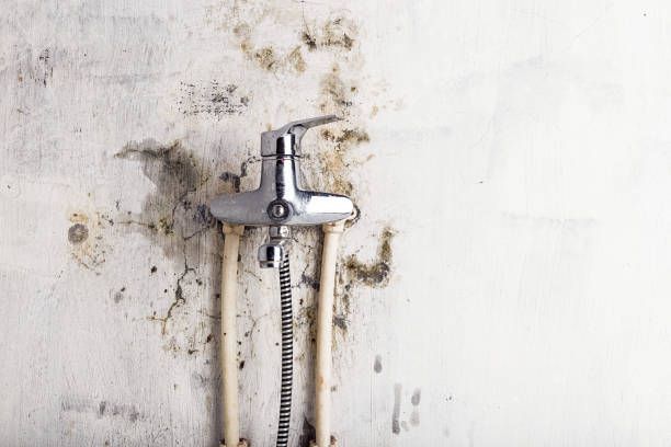 Heceta Beach, OR Mold Removal Company