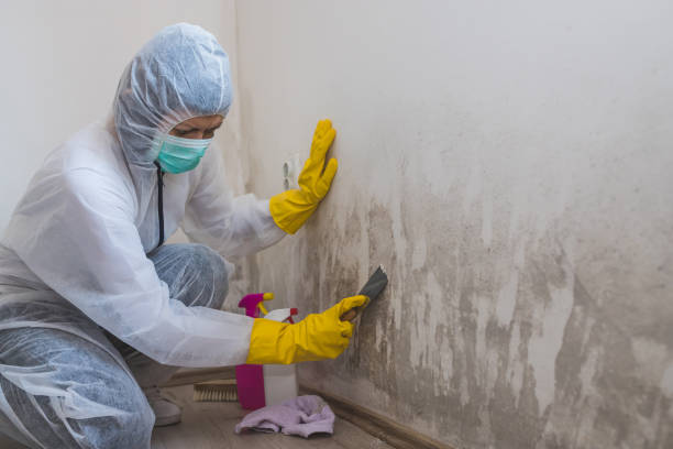 Best Attic Mold Removal  in Heceta Beach, OR