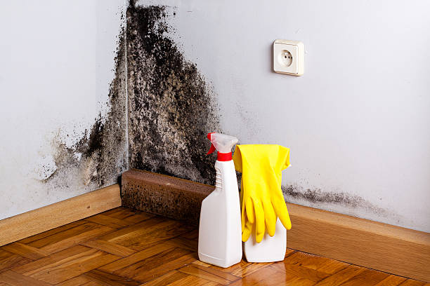 Best Mold Damage Repair  in Heceta Beach, OR